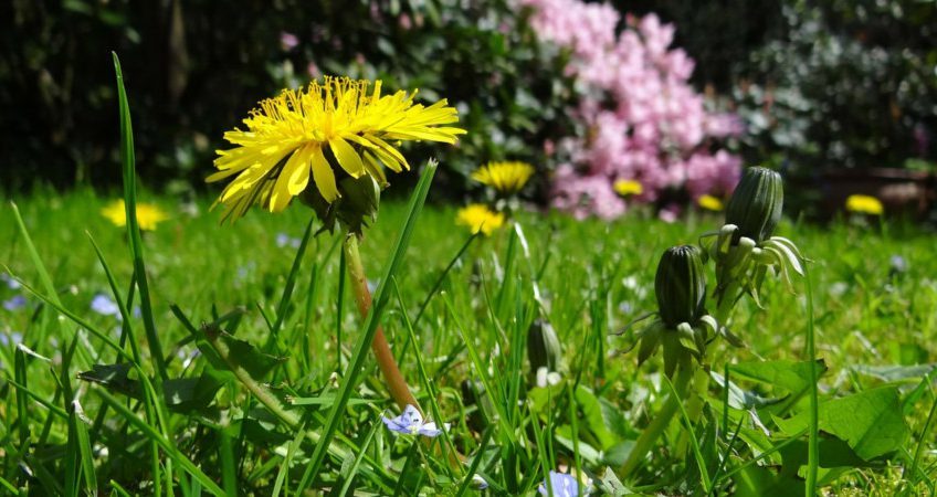 Kwitnąca łąka – marzenie wielu ogrodników