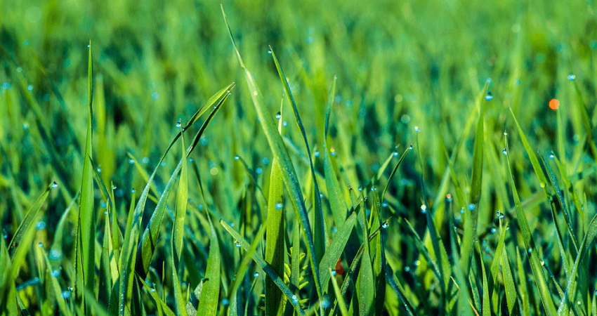 Aeracja trawy - najważniejsze informacje
