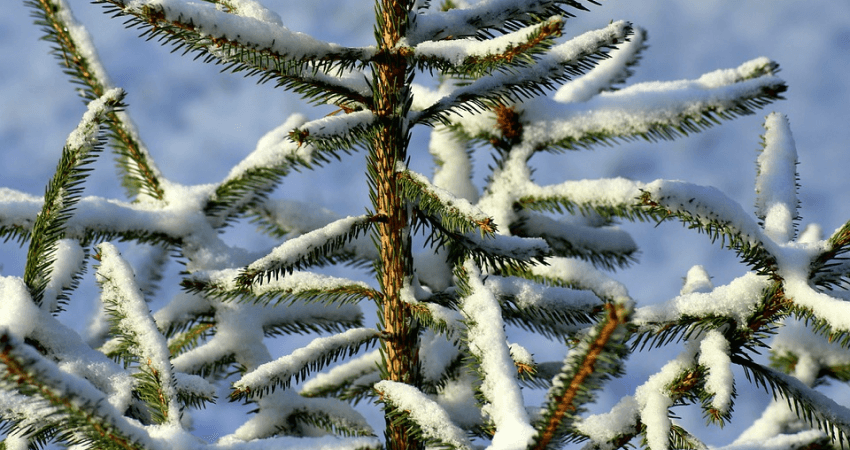 Pielęgnacja iglaków - iglaki zimą