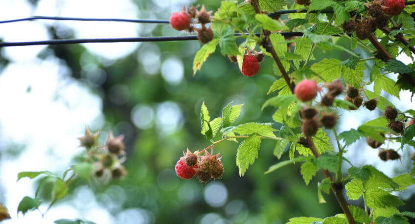 Jak dbać o maliny - pielęgnacja krzewów owocowych